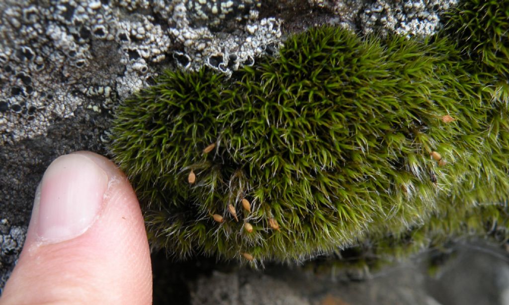 Grimmia sp dalla Val d''Aosta